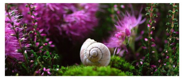 Obraz - Slimáková ulita (120x50 cm)