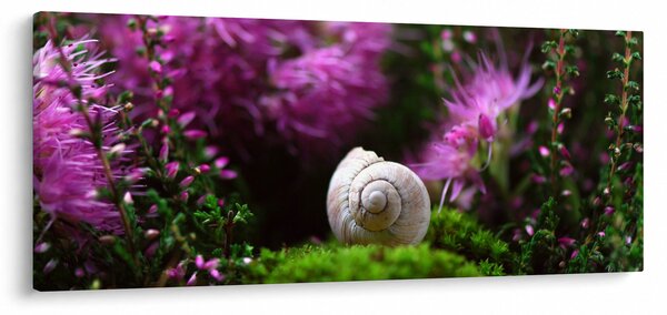 Obraz - Slimáková ulita (120x50 cm)