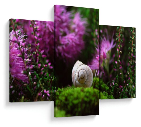 Obraz - Slimáková ulita (90x60 cm)