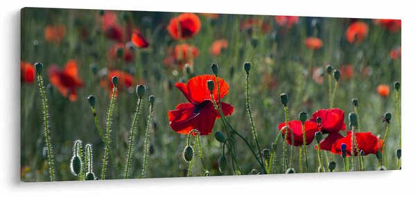 Obraz - Lúka s vlčími makmi (120x50 cm)