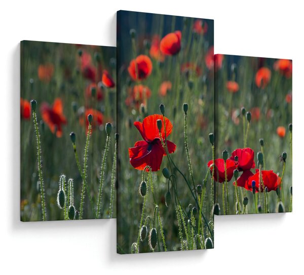 Obraz - Lúka s vlčími makmi (90x60 cm)