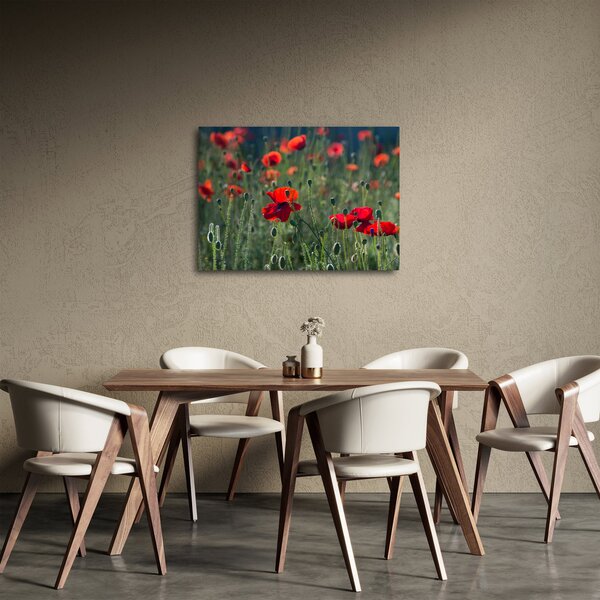 Obraz - Lúka s vlčími makmi (70x50 cm)