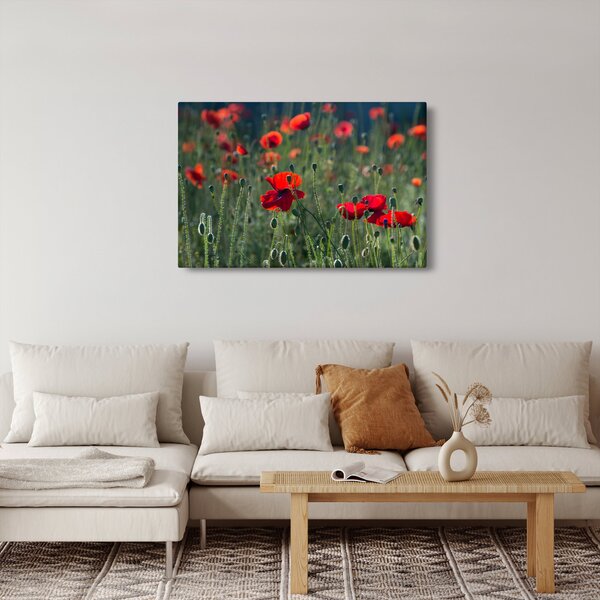 Obraz - Lúka s vlčími makmi (90x60 cm)