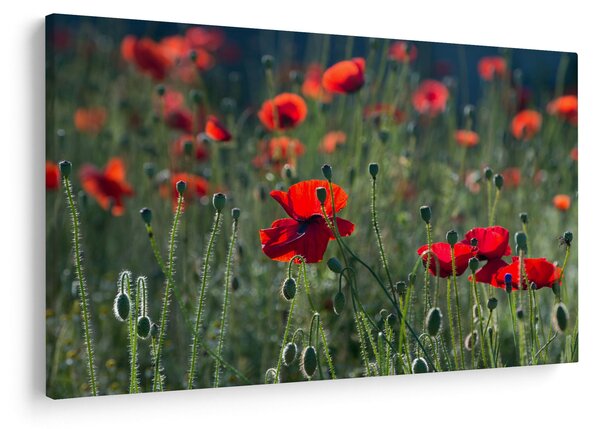Obraz - Lúka s vlčími makmi (90x60 cm)