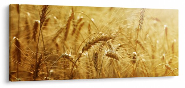 Obraz - Klasy obilia (120x50 cm)