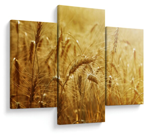 Obraz - Klasy obilia (90x60 cm)