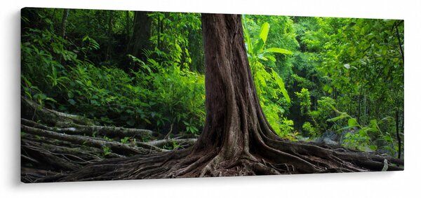 Obraz - Starý strom s koreňmi (120x50 cm)