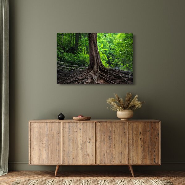 Obraz - Starý strom s koreňmi (90x60 cm)