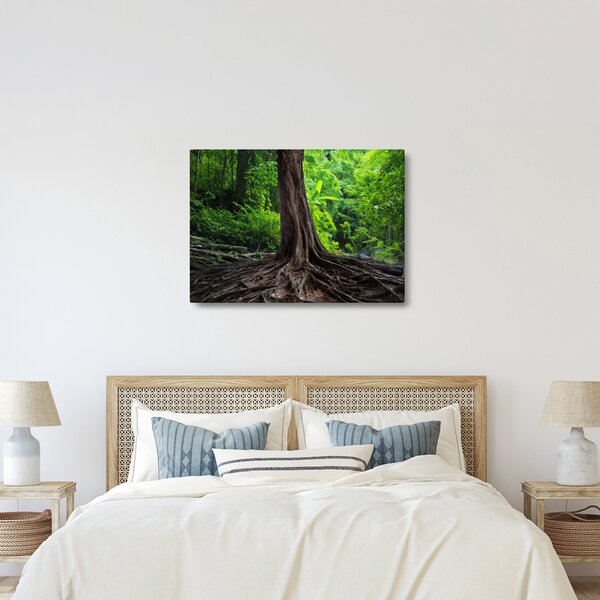 Obraz - Starý strom s koreňmi (70x50 cm)