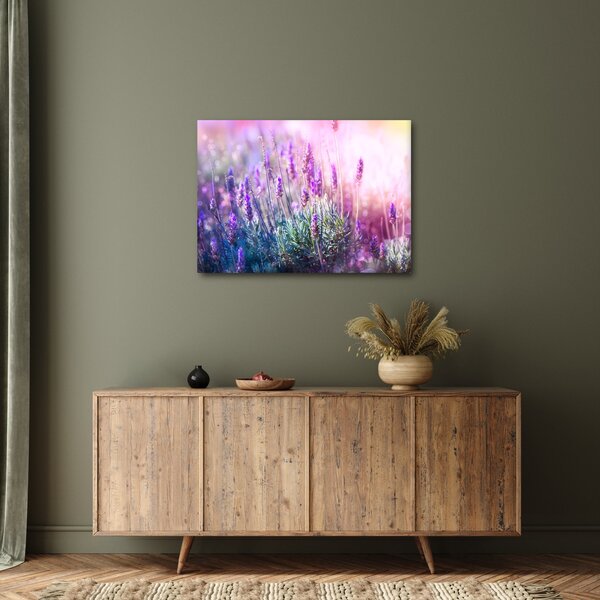 Obraz - Levanduľa vo trblietania slnka (70x50 cm)