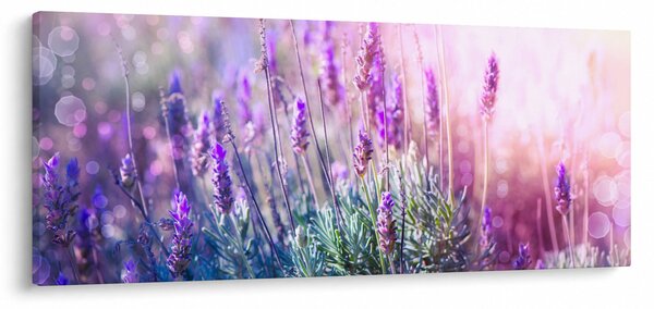Obraz - Levanduľa vo trblietania slnka (120x50 cm)