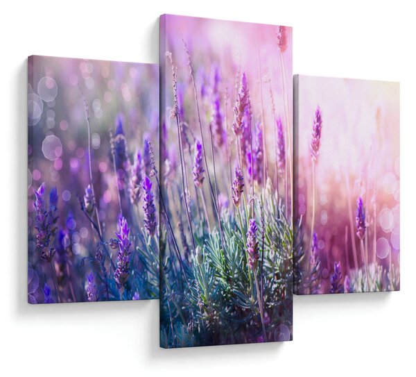 Obraz - Levanduľa vo trblietania slnka (90x60 cm)