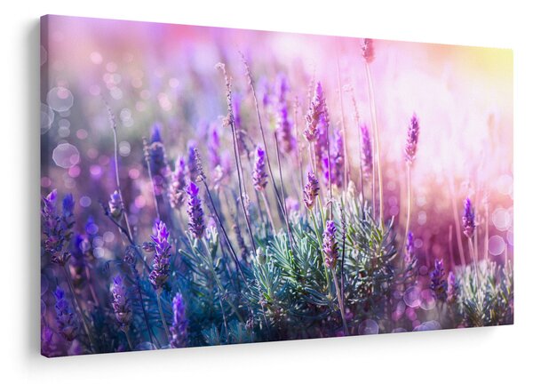 Obraz - Levanduľa vo trblietania slnka (90x60 cm)