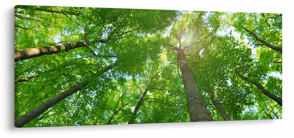 Obraz - Les (120x50 cm)