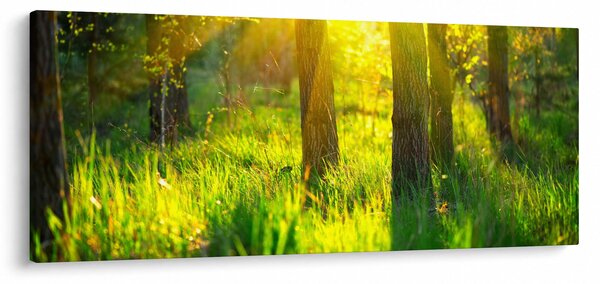 Obraz - Jarné prebúdzanie lesa (120x50 cm)