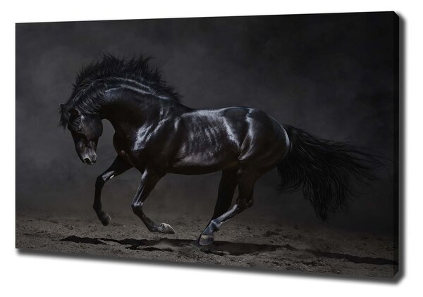 Foto obraz na plátne do obýváčky Čierny kôň