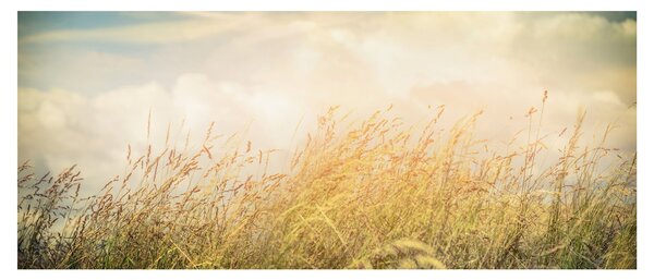 Obraz - Pole na jeseň (120x50 cm)