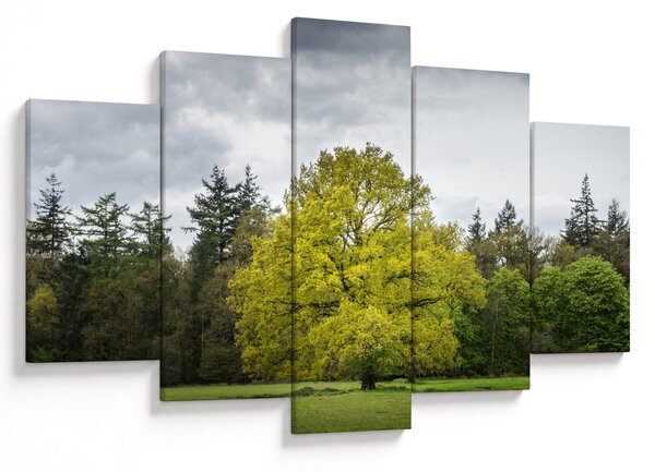 Obraz zeleného stromu uprostred poľa (150x105 cm)