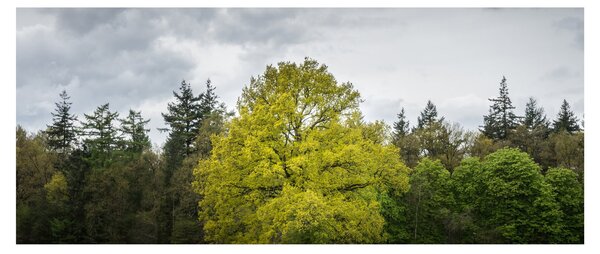 Obraz zeleného stromu uprostred poľa (120x50 cm)