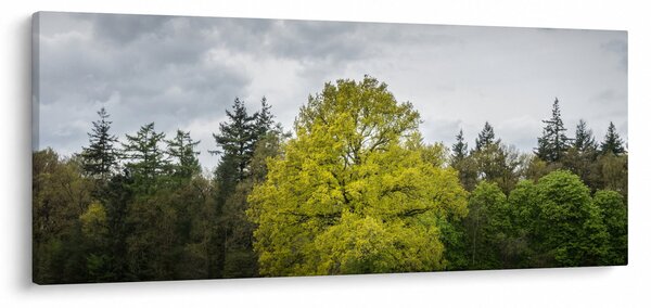 Obraz zeleného stromu uprostred poľa (120x50 cm)