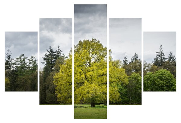 Obraz zeleného stromu uprostred poľa (150x105 cm)
