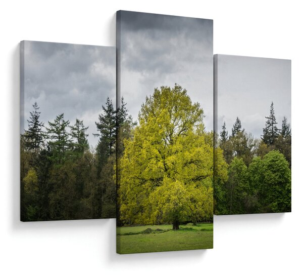 Obraz zeleného stromu uprostred poľa (90x60 cm)