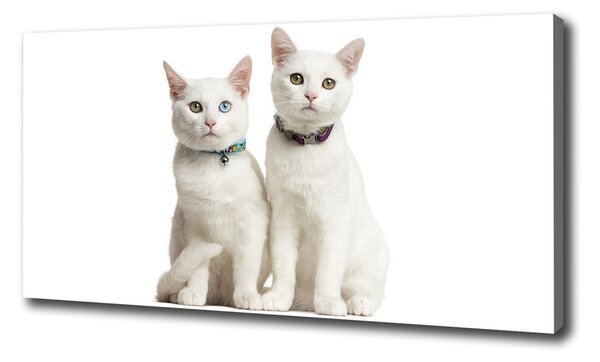 Foto obraz na plátne Biele mačky pl-oc-100x50-f-97350767
