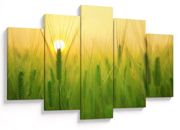 Obraz - Pole s obilím (150x105 cm)
