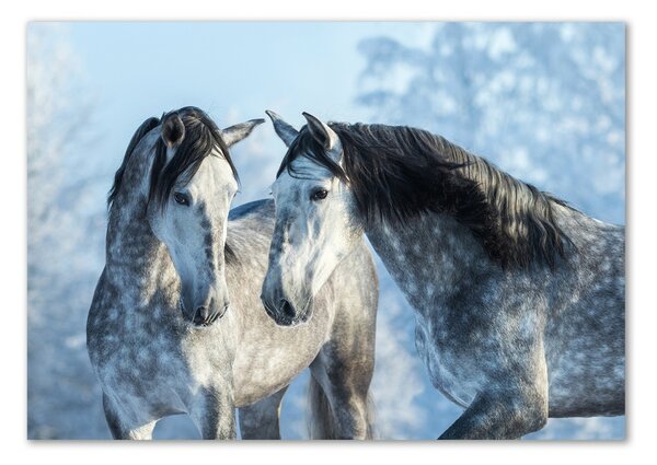 Fotoobraz na skle Zima sivý kôň pl-osh-100x70-f-116887257