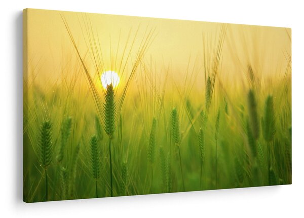 Obraz - Pole s obilím (90x60 cm)