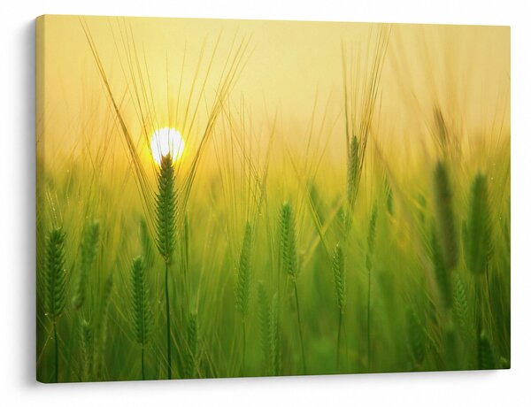 Obraz - Pole s obilím (70x50 cm)