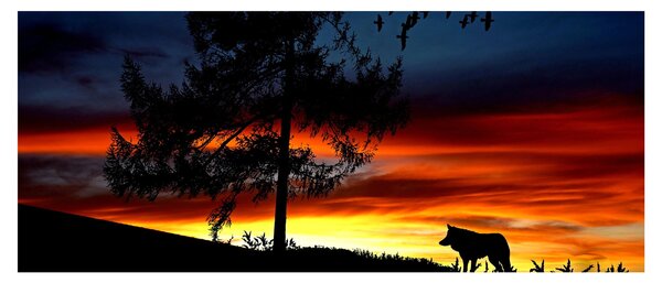 Obraz - Silueta vlka (120x50 cm)