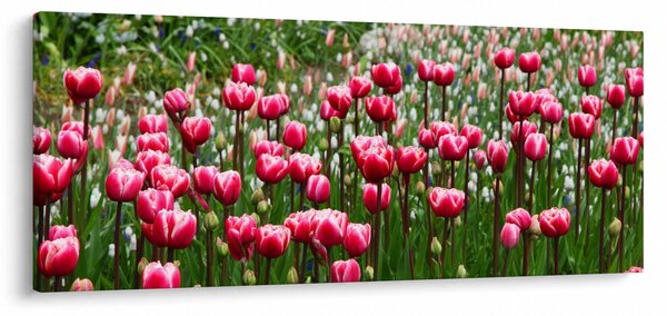 Obraz tulipánov (120x50 cm)