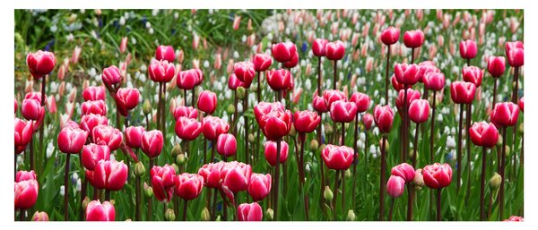 Obraz tulipánov (120x50 cm)