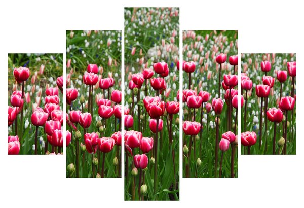 Obraz tulipánov (150x105 cm)