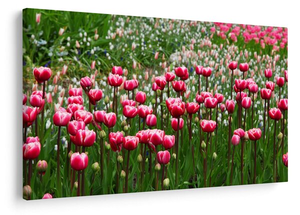 Obraz tulipánov (90x60 cm)