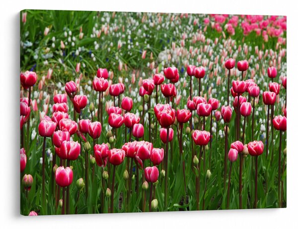 Obraz tulipánov (70x50 cm)