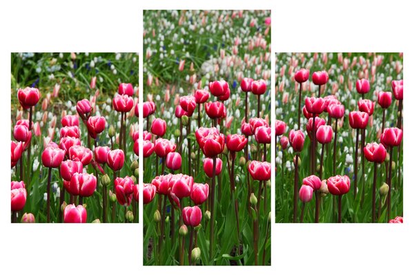 Obraz tulipánov (90x60 cm)