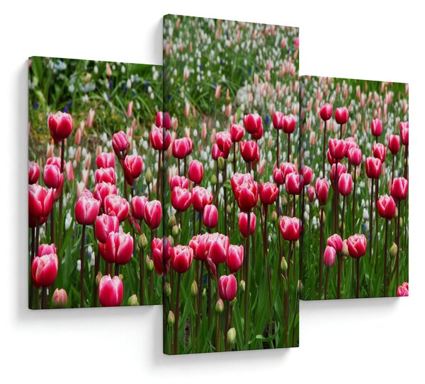 Obraz tulipánov (90x60 cm)