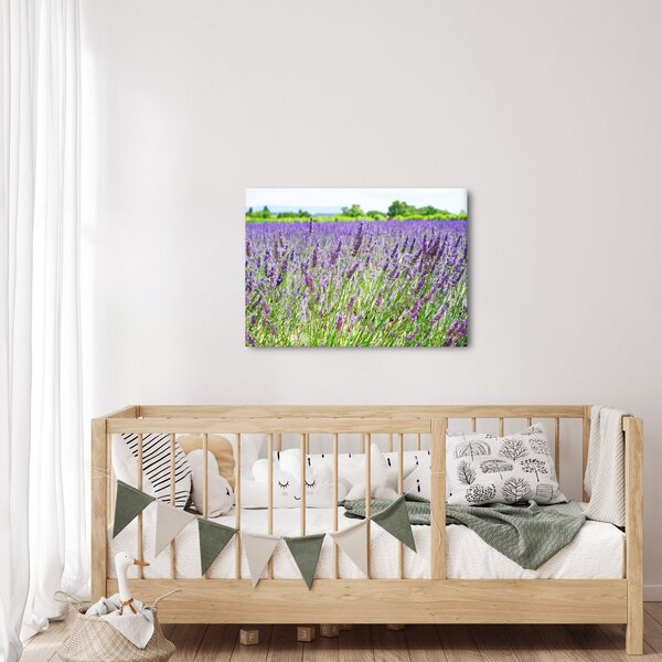 Obraz poľa s levanduľou (70x50 cm)