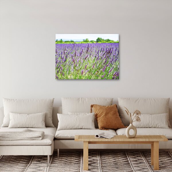 Obraz poľa s levanduľou (70x50 cm)