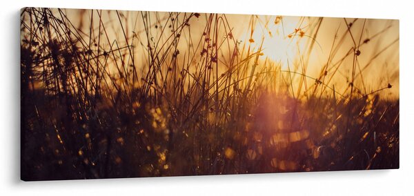 Obraz poľa pri západe slnka (120x50 cm)