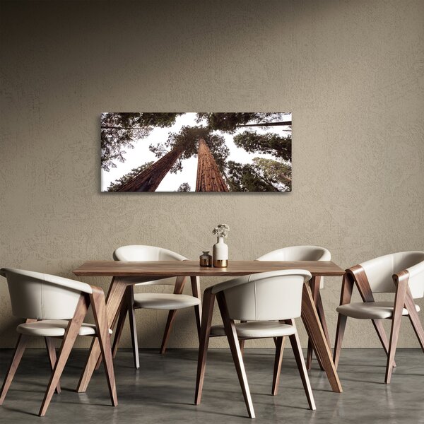 Obraz - Pohľad skrz koruny stromov (120x50 cm)