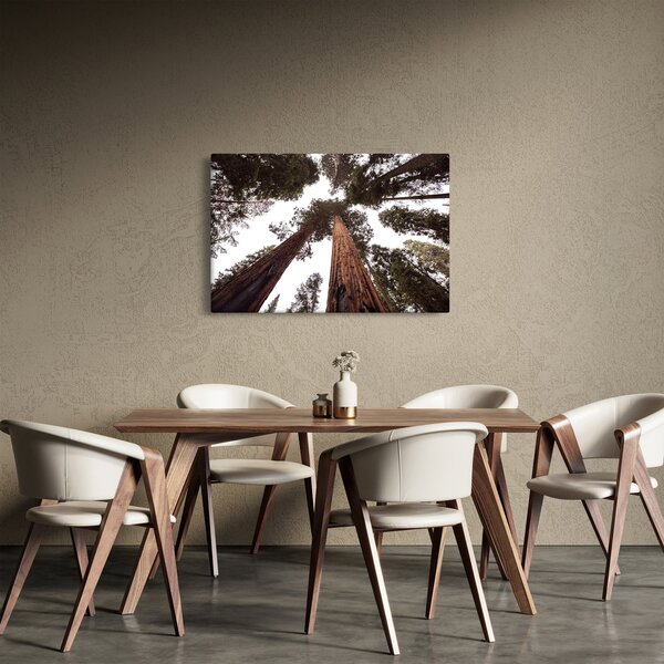 Obraz - Pohľad skrz koruny stromov (90x60 cm)