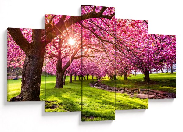 Obraz rozkvitnutých čerešní, Hurd Park, Dover, New Jersey (150x105 cm)