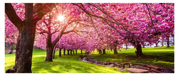 Obraz rozkvitnutých čerešní, Hurd Park, Dover, New Jersey (120x50 cm)