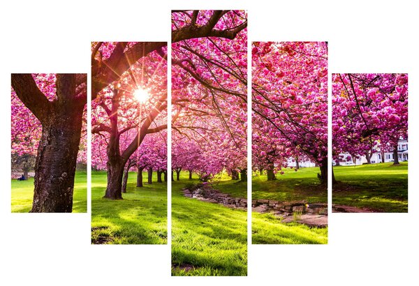 Obraz rozkvitnutých čerešní, Hurd Park, Dover, New Jersey (150x105 cm)