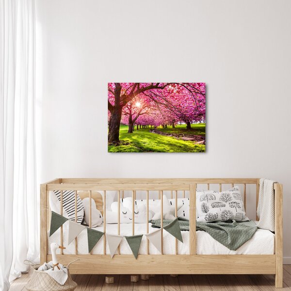 Obraz rozkvitnutých čerešní, Hurd Park, Dover, New Jersey (70x50 cm)