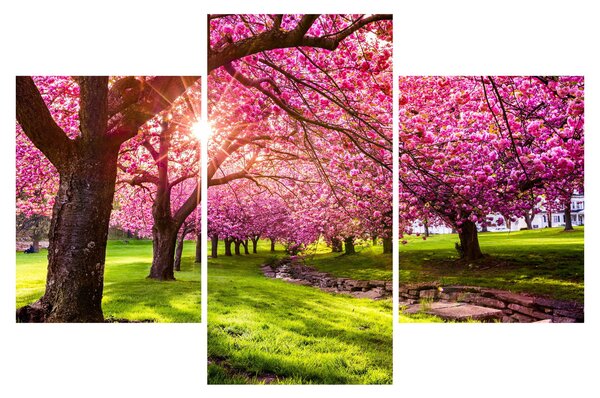 Obraz rozkvitnutých čerešní, Hurd Park, Dover, New Jersey (90x60 cm)