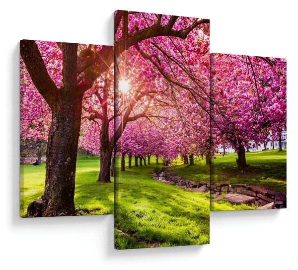 Obraz rozkvitnutých čerešní, Hurd Park, Dover, New Jersey (90x60 cm)